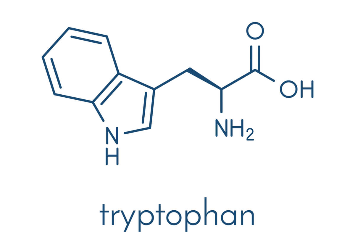 Qu Est Ce Que Le Tryptophane