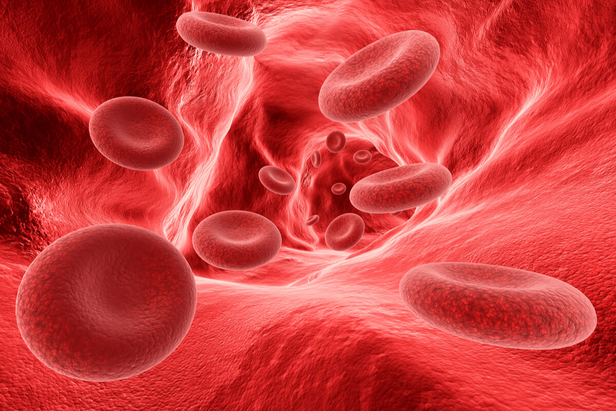 Glóbulos rojos o eritrocitos características tipos y funciones Muy