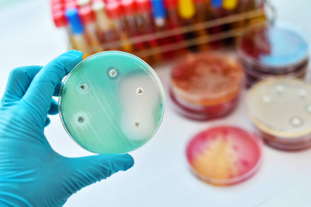 antibióticos antibiograma placa petri resistencia