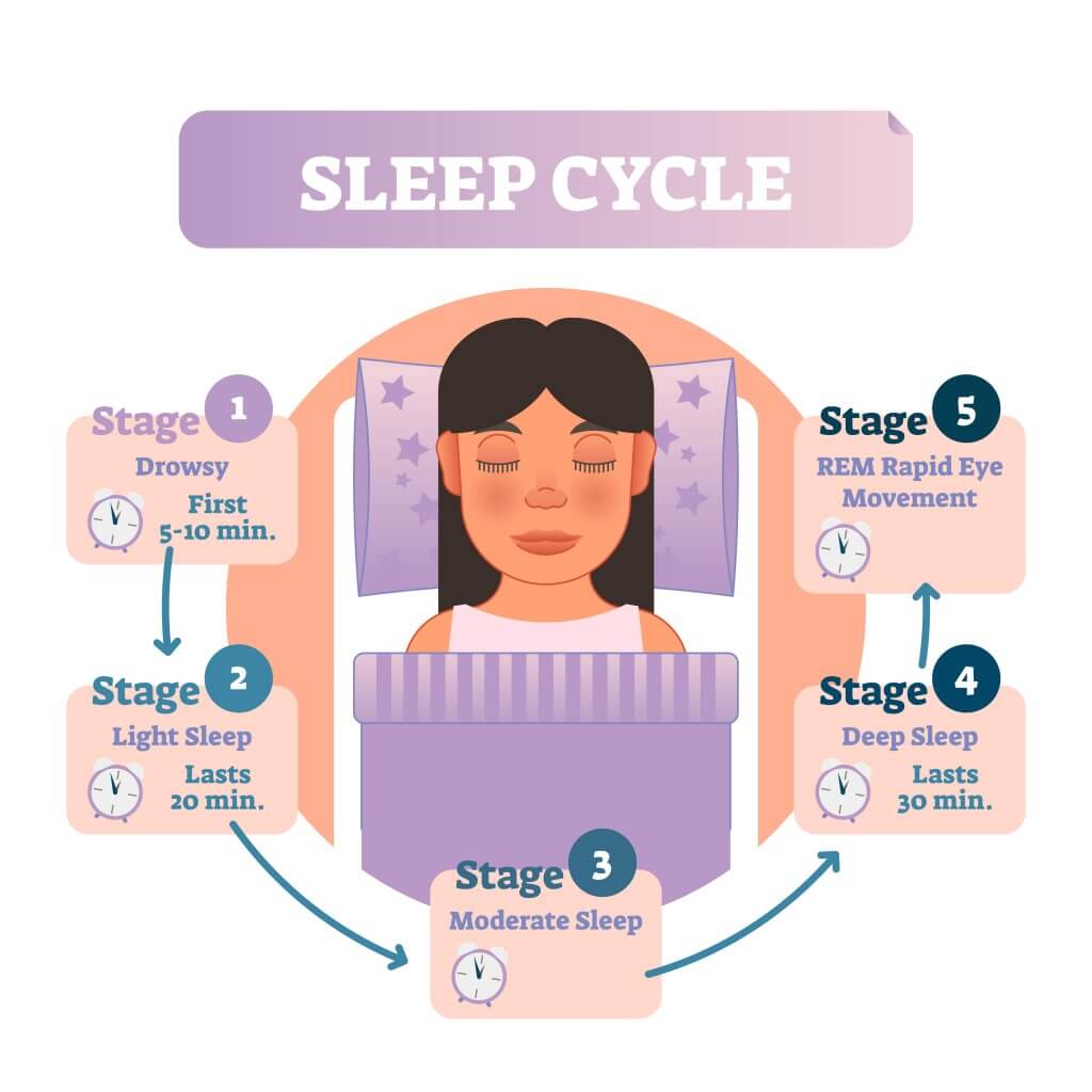Gráfico do ciclo do sono (ritmos circadianos).