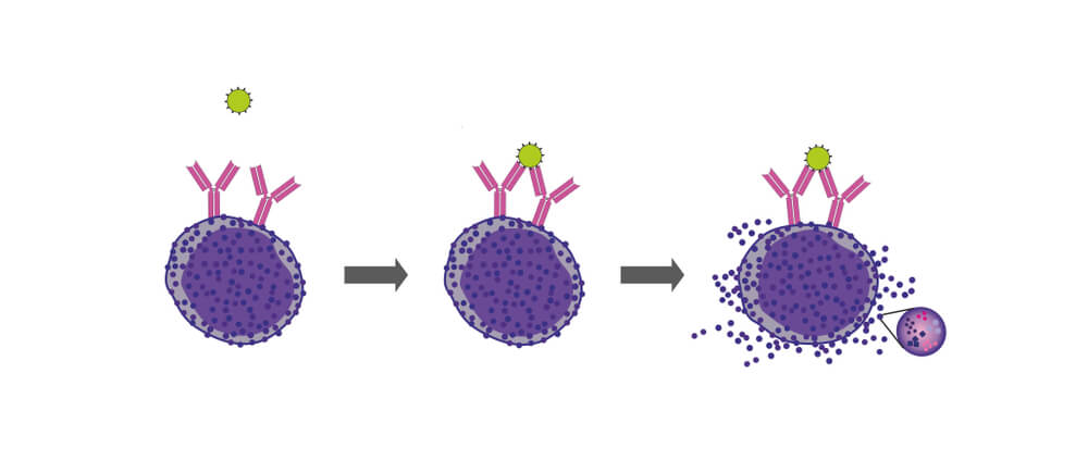 dégranulation de l'histamine