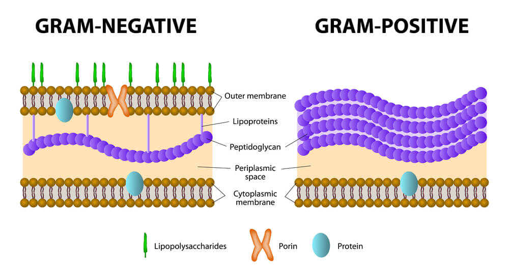 gram positive gram negative
