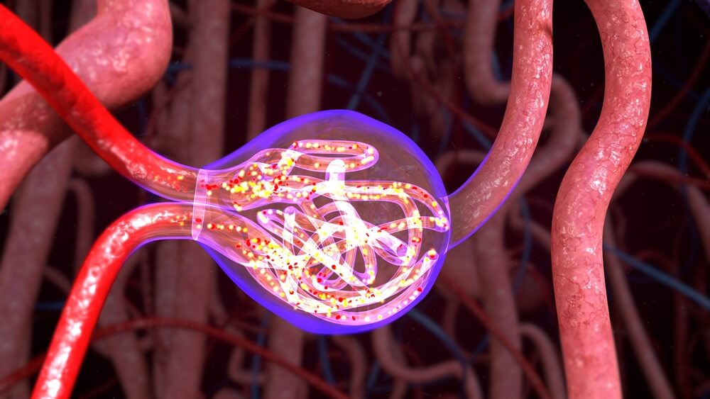 nefrona riñón renal eliminación