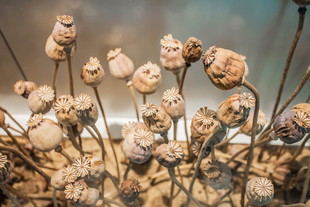 opiáceos opio tramadol