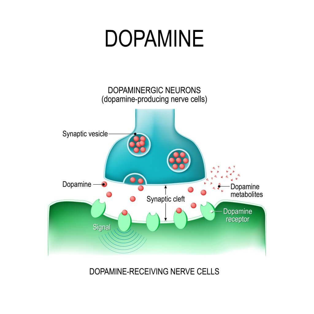 Dopamina - Muy Salud