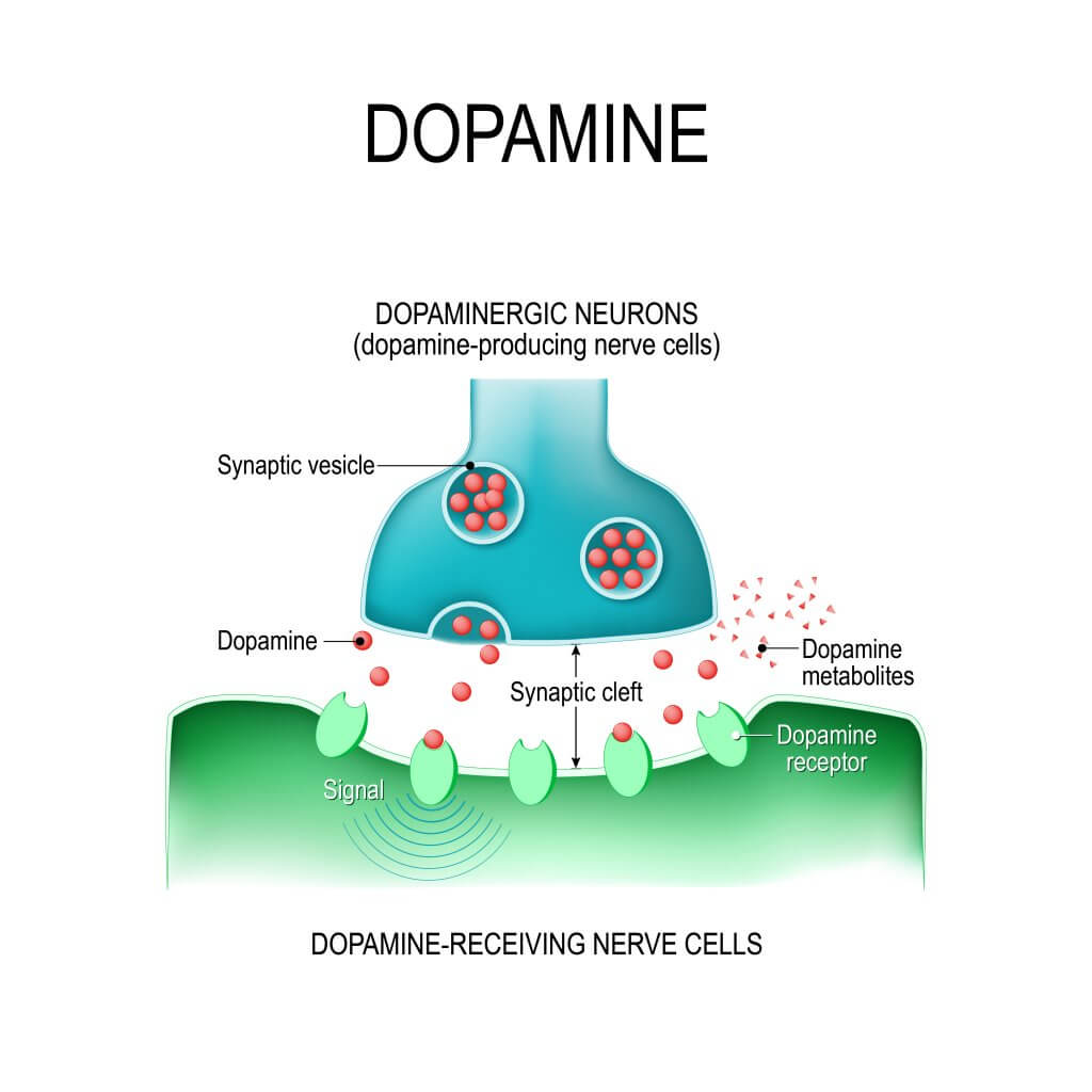 dopamina cascada señalización