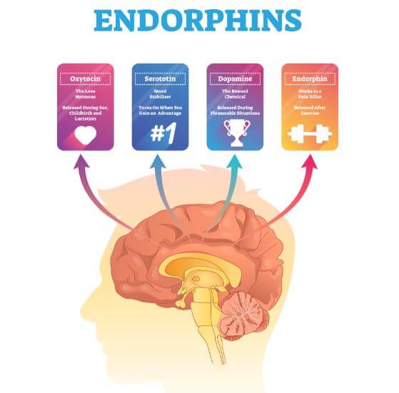 enfordinas tipos serotonina oxitocina