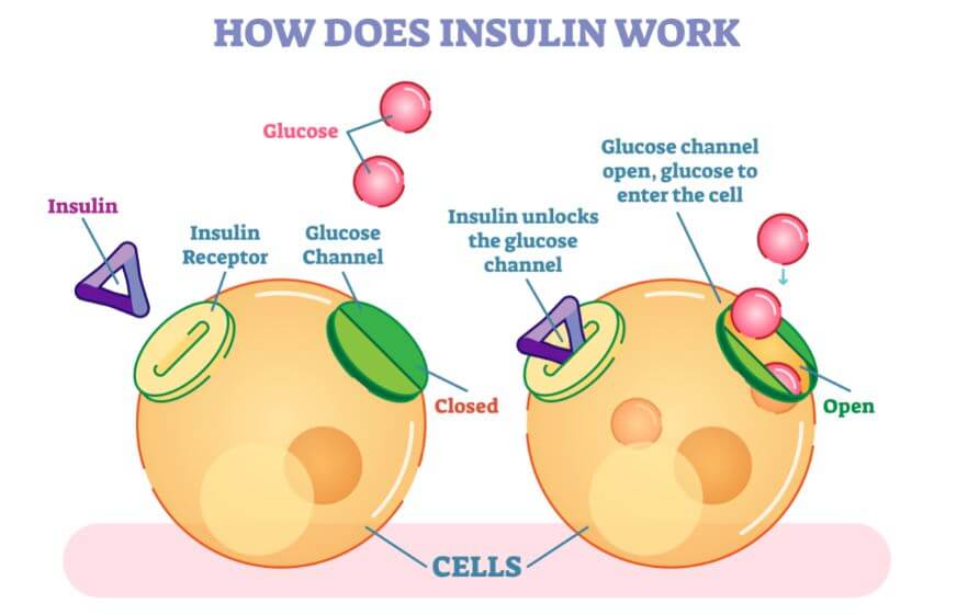 Mecanismo de ação do hormônio insulina.