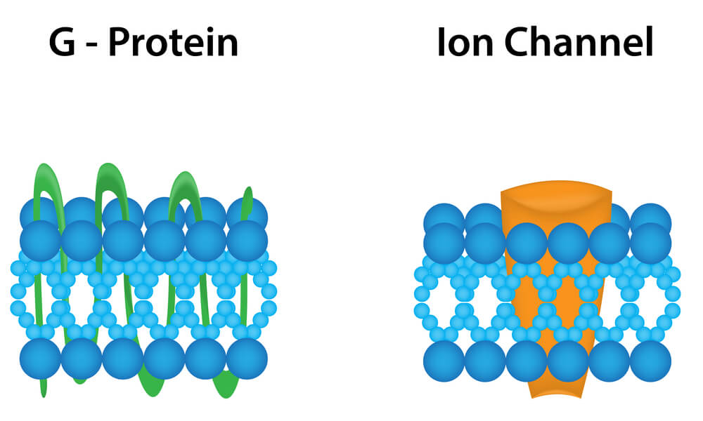 protéine G du canal ionique.