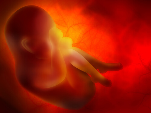 fœtus in utero relié au placenta. 