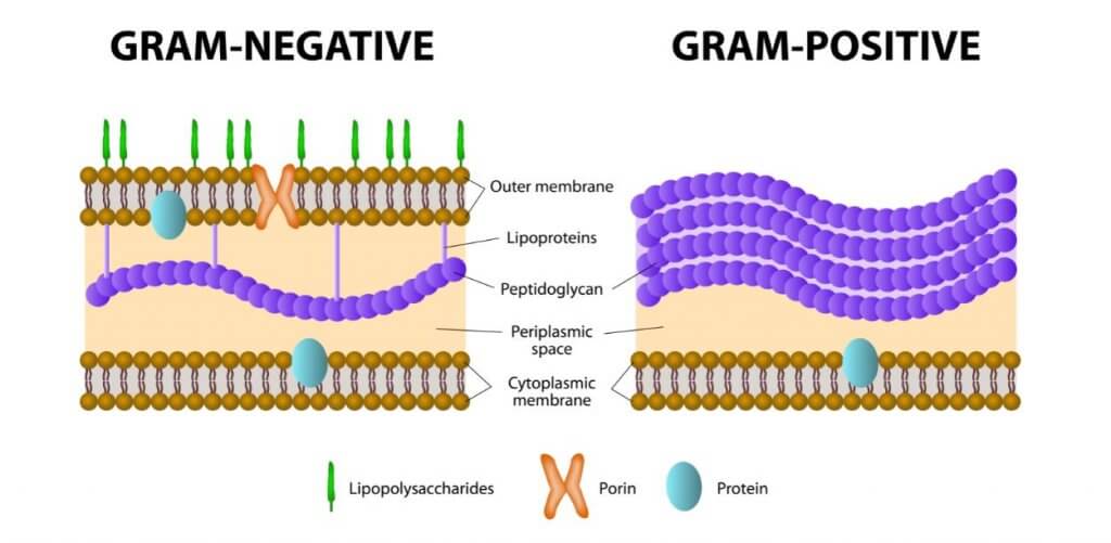 parete cellulare dei batteri gram-positivi e gram-negativi