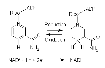 coenzymes nad nadh