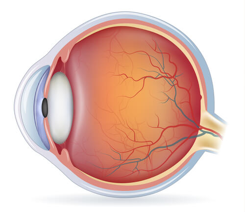 estructura del ojo