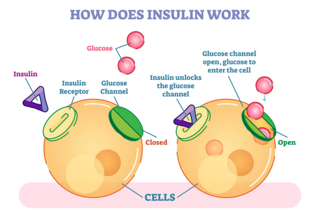 Proceso de acción de la insulina.