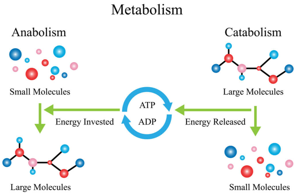 Metabolismo de hidratos de carbono.