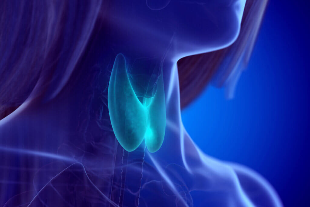 Location of the thyroid in the neck.