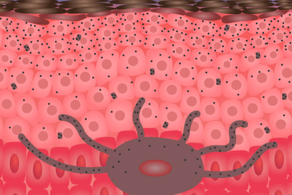 Melanocytes in the skin.