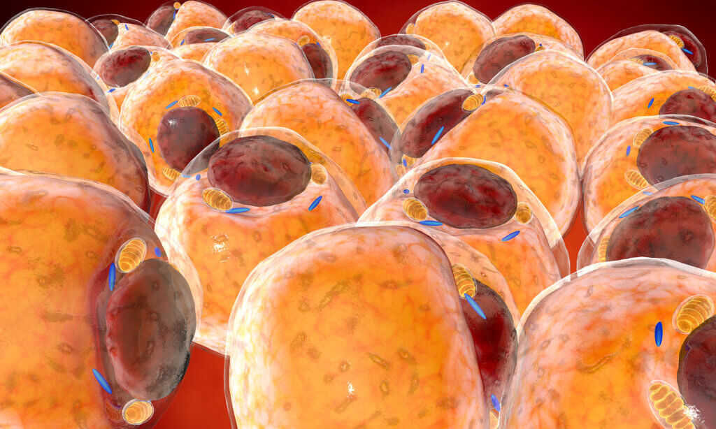 Células grasas del tejido adiposo.