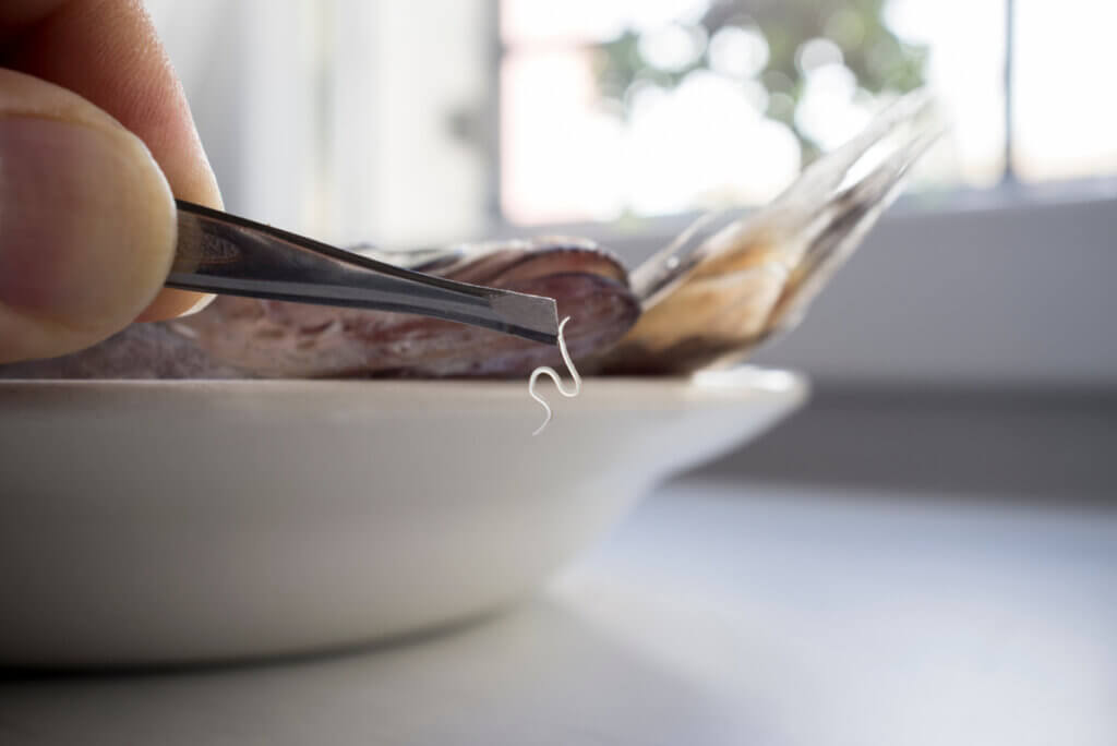 Poisson avec parasite Anisakis.