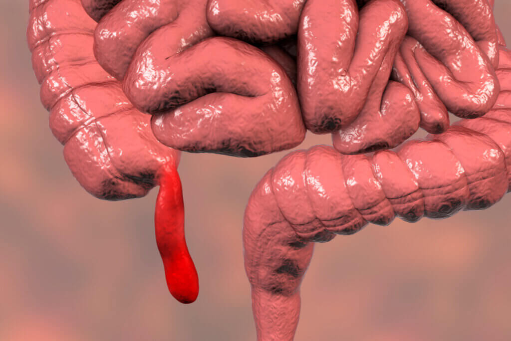 Anatomía del apéndice.