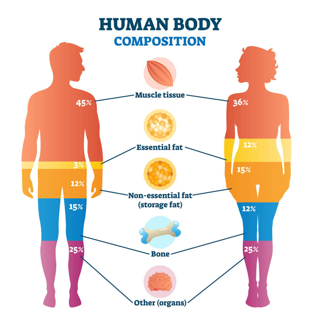 The composition of the human body.
