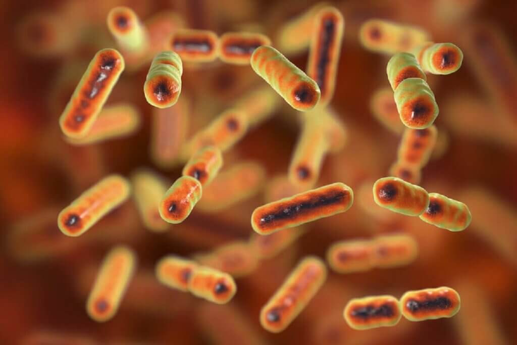 Bacterias