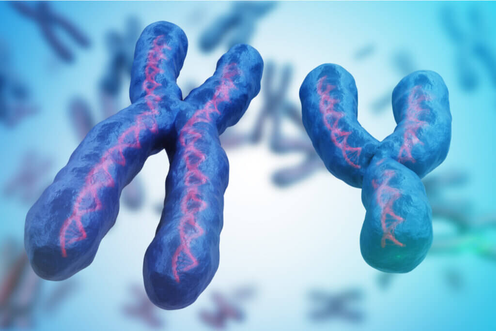 X- en Y-chromosomen zijn de basis van de genetica