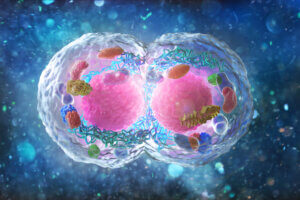 Las 4 diferencias entre mitosis y meiosis