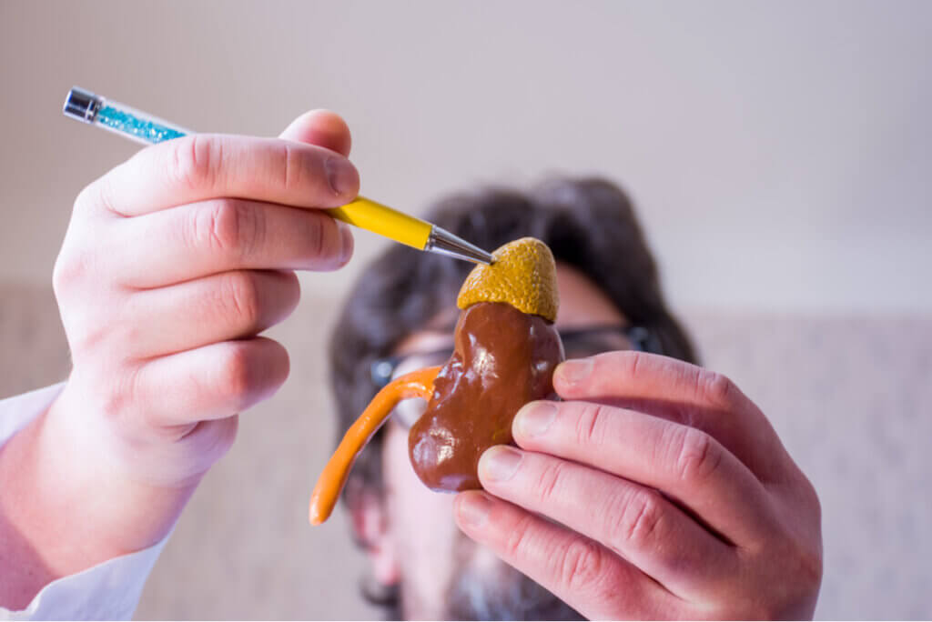 Médico apunta una glándula suprrarenal.