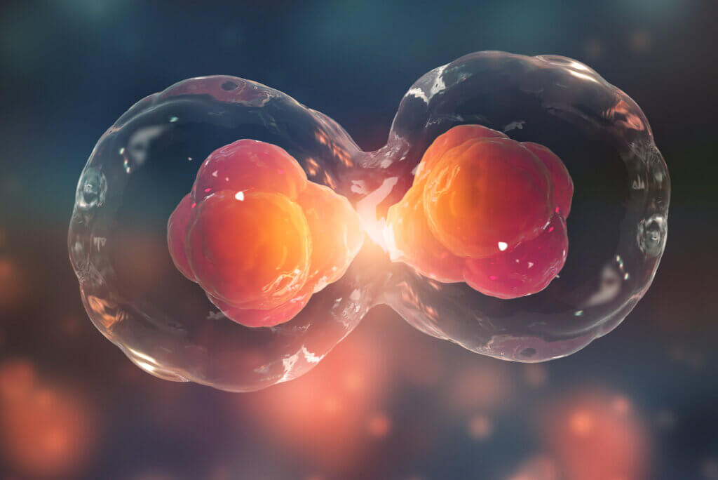 Mitosis en una célula.