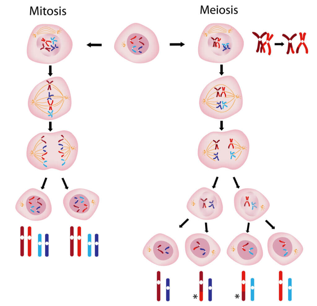 Fases da mitose e da meiose.