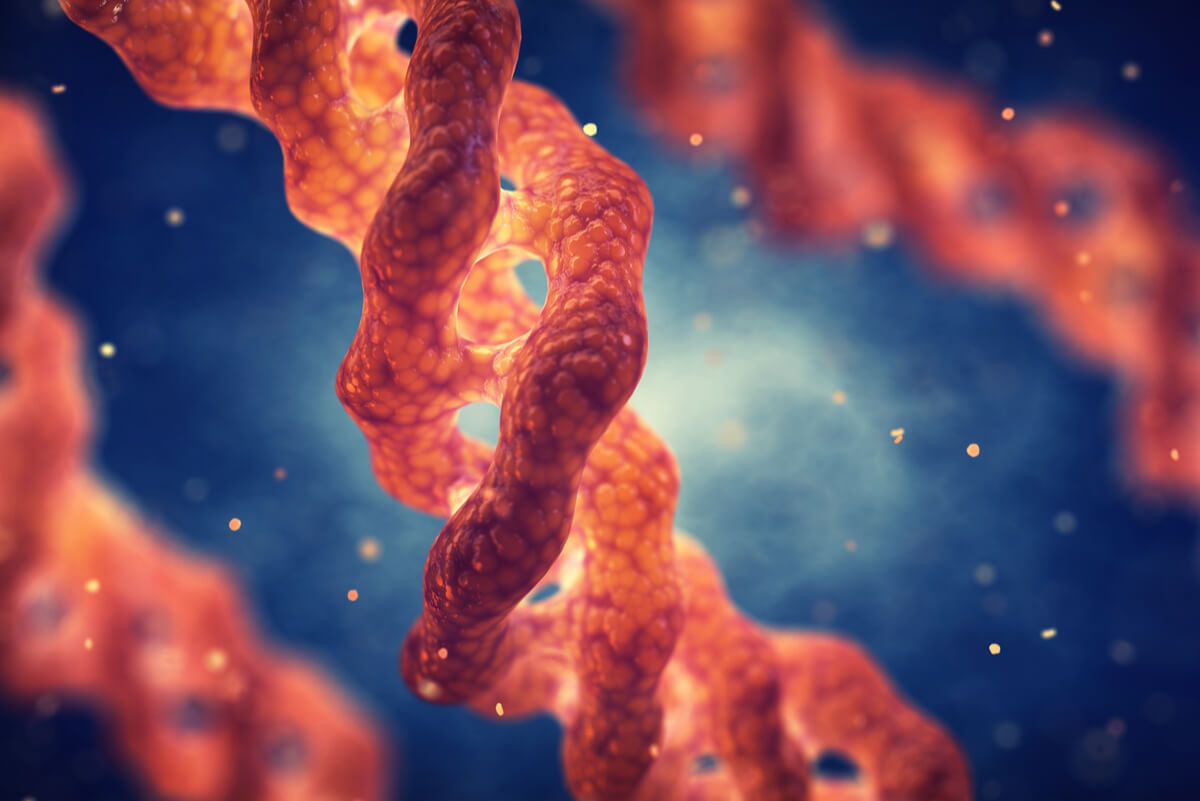 I tipi di DNA codificanti consentono di creare proteine