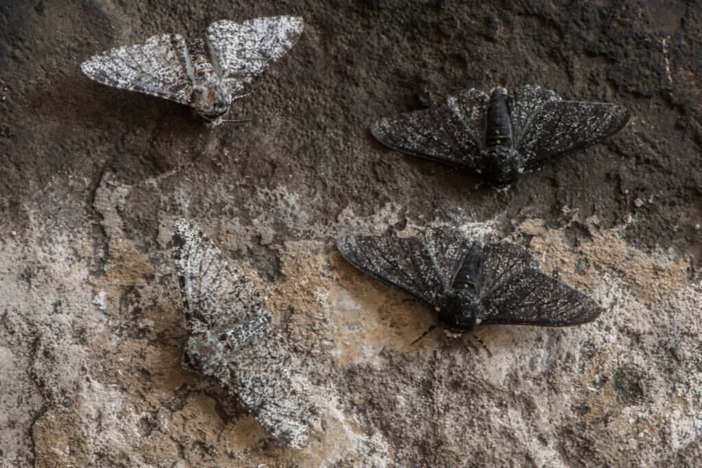 Mimicry in moths.