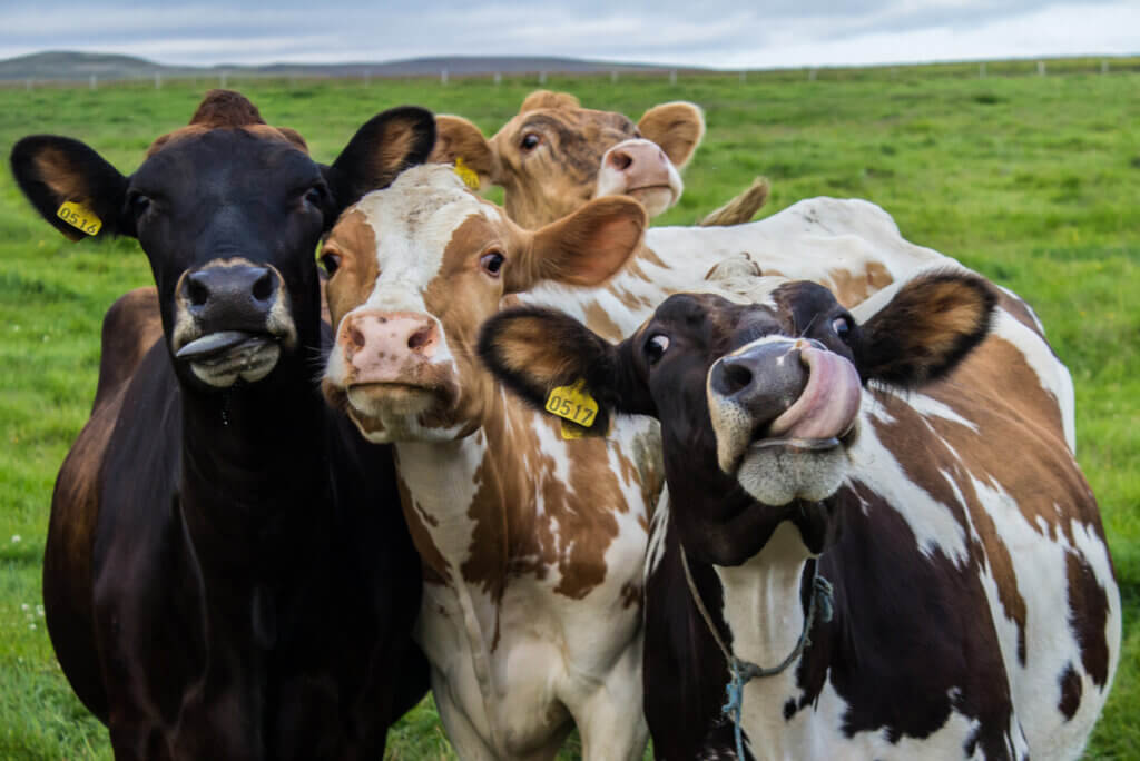 A brucelose é uma zoonose transmitida por bovinos.