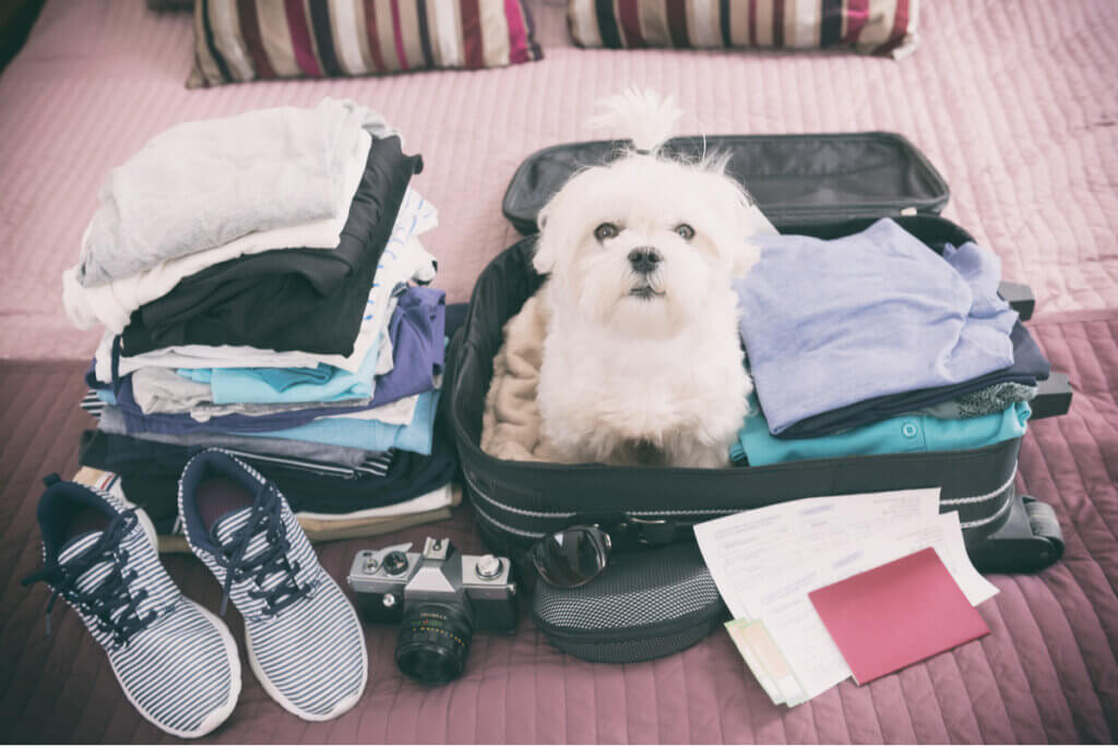 Viajar con mascotas para despejar la mente.