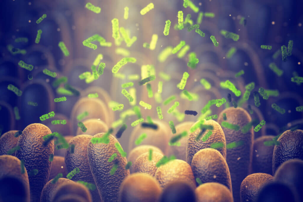 Microbiota intestinal.