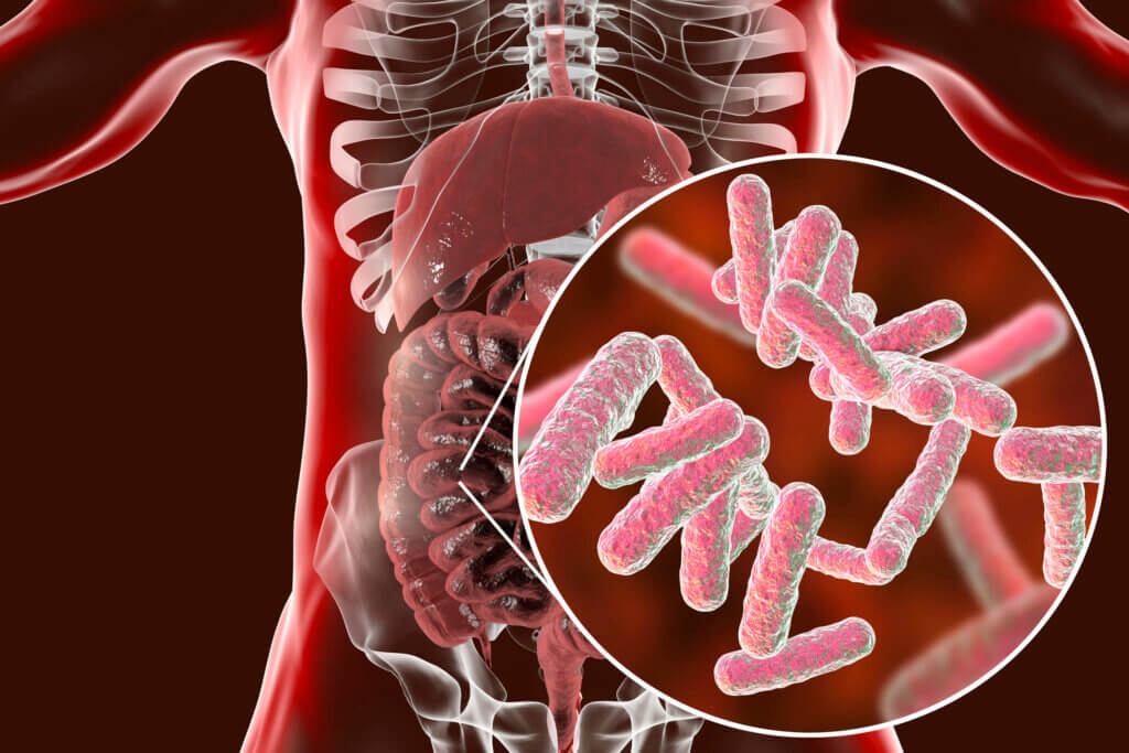 Microbiota intestinal y su papel en la salmonela.