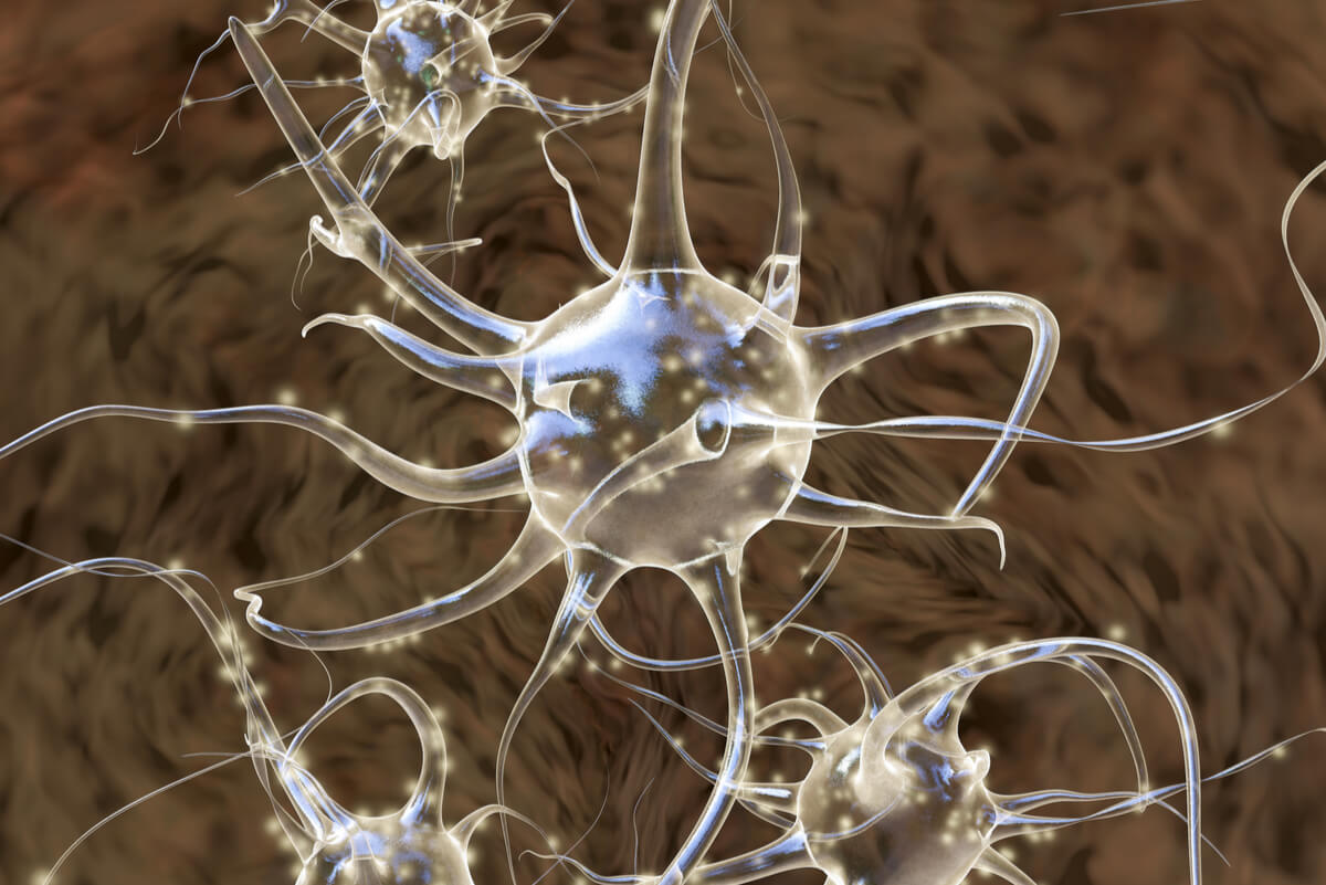 Neuronas espejo: características y funciones