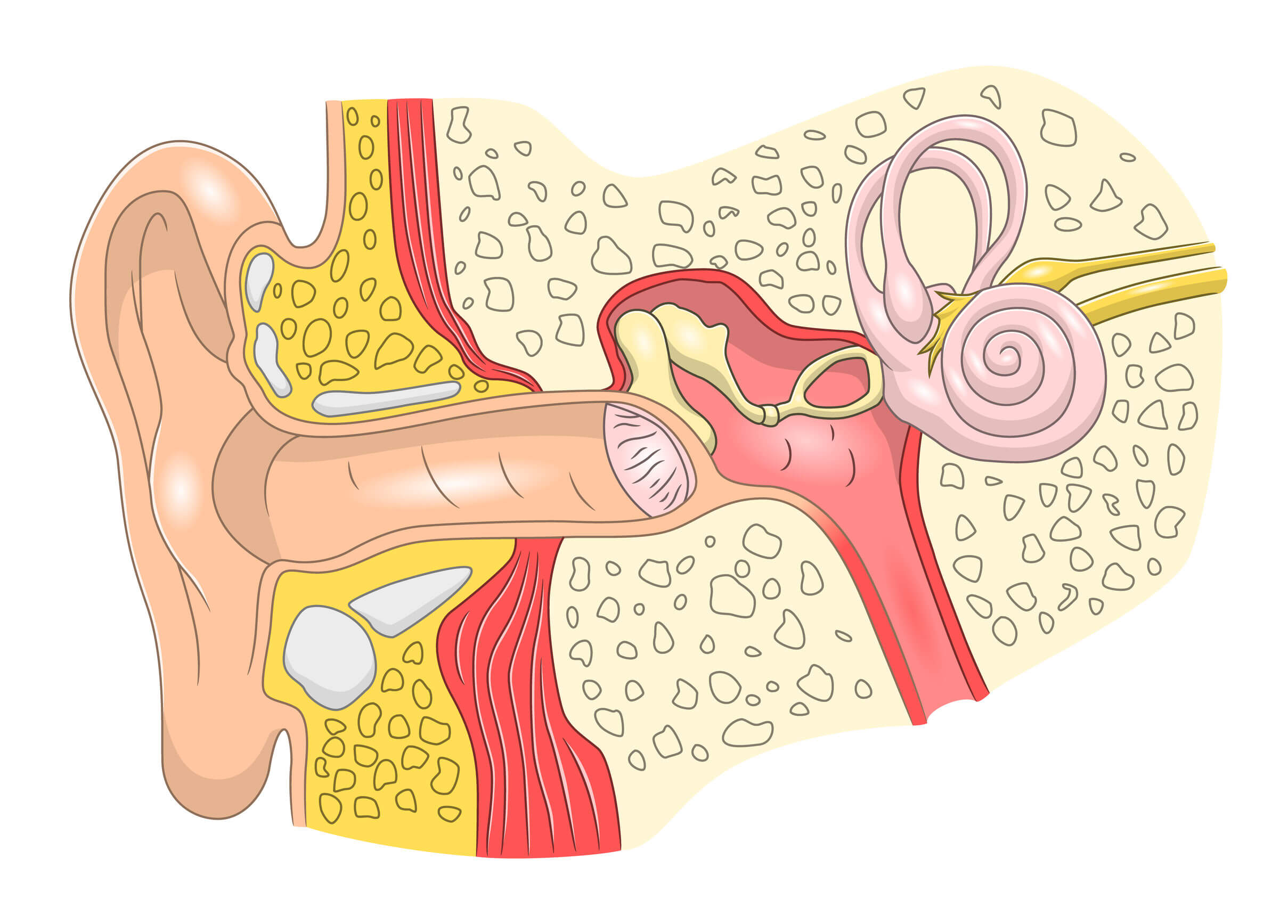 En el oído interno pueden originarse algunas causas de vértigo.