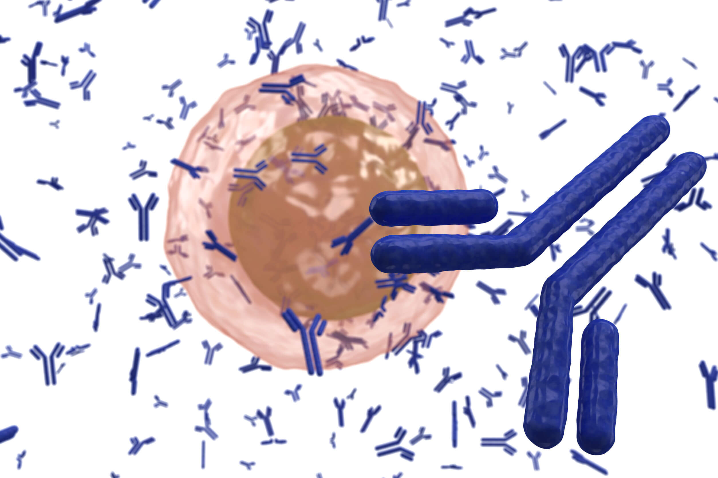Os anticorpos são uma parte fundamental do sistema imunológico.