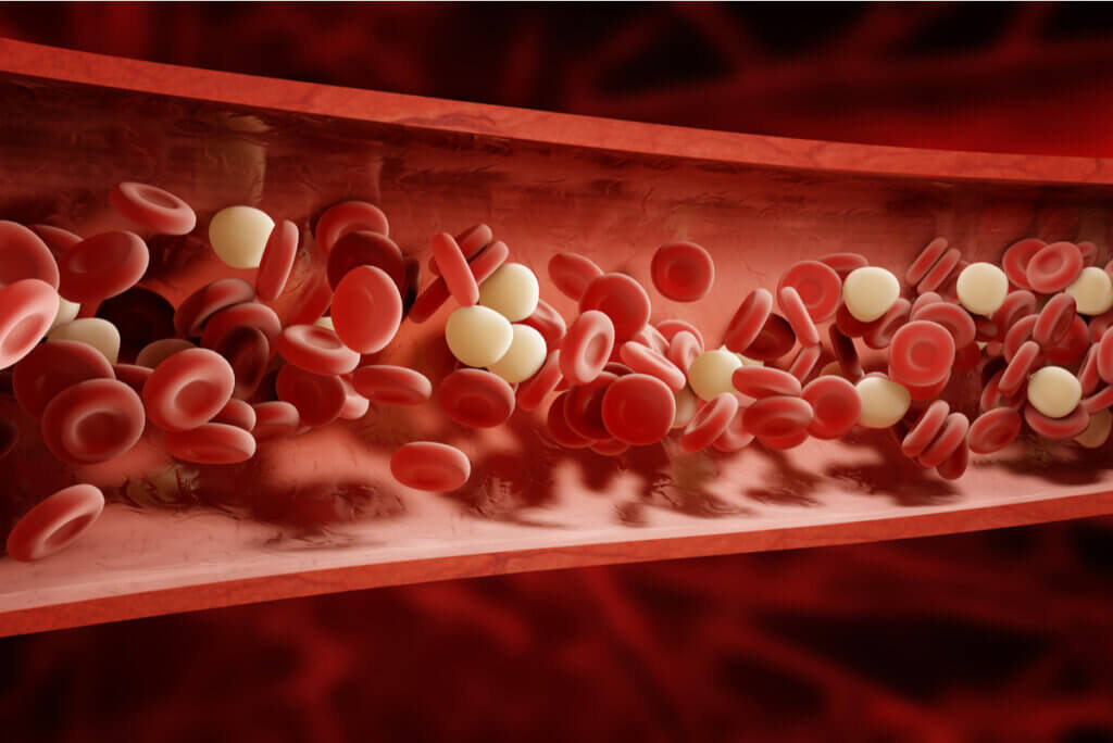 Glóbulos blancos y rojos en la sangre.