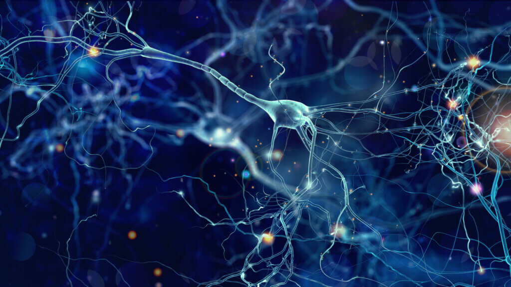 Neuronas donde actúa la gabapentina.