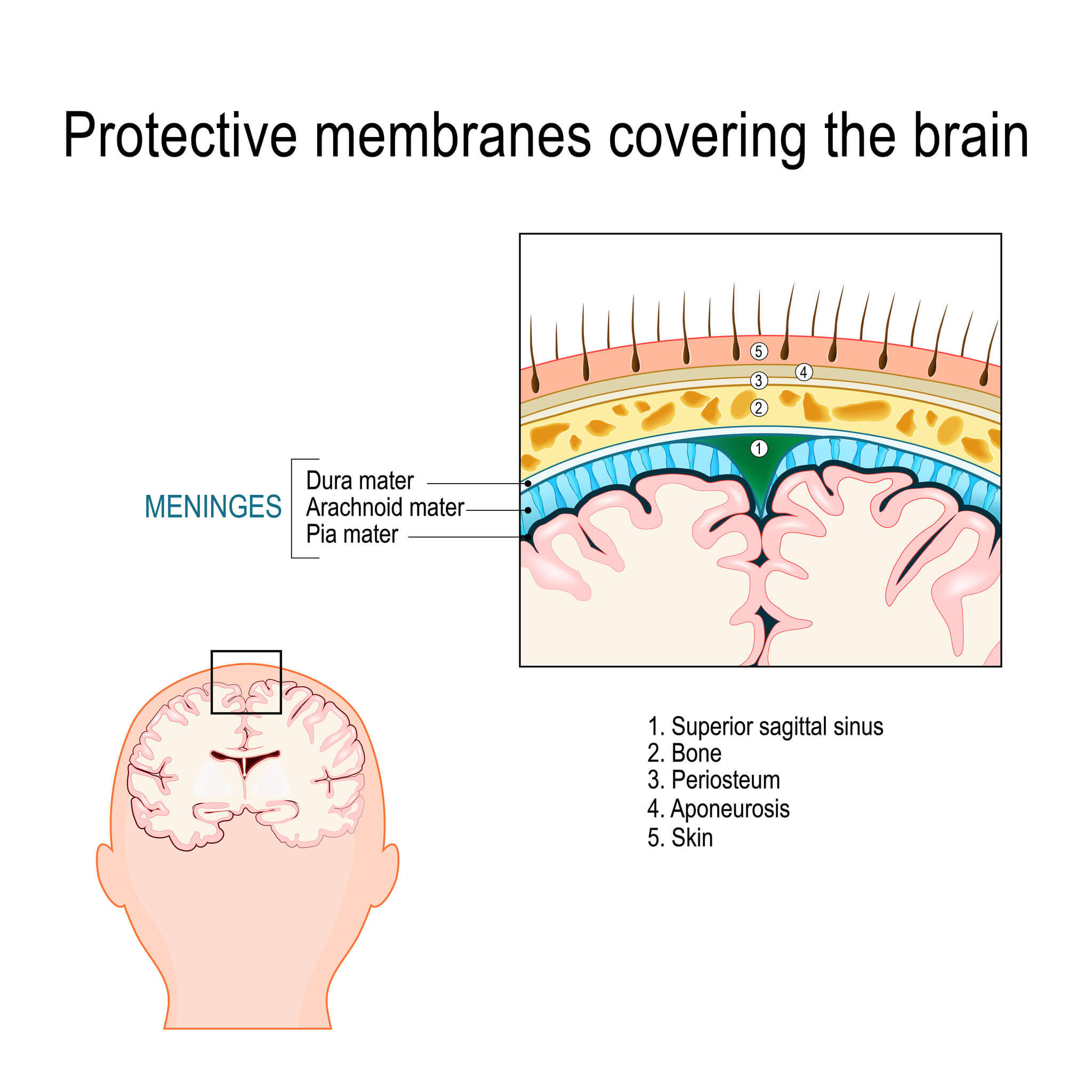 Existen tres meninges: duramadre, piamadre y aracnoides.