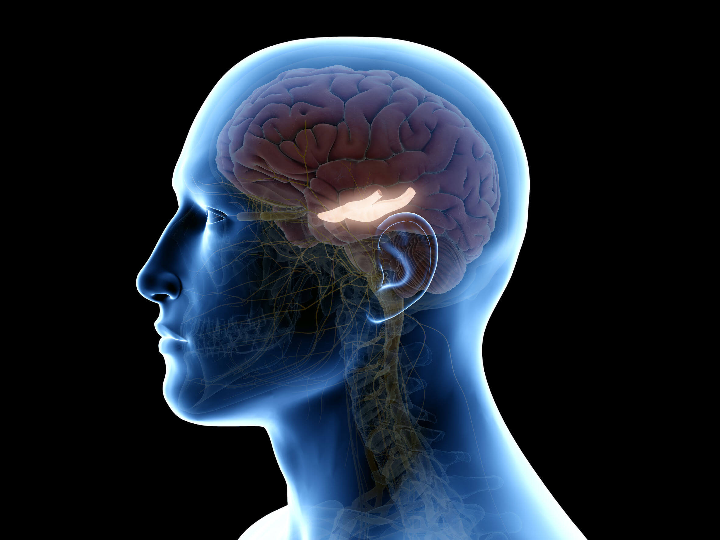 L'hippocampe est situé dans la partie interne du cerveau.