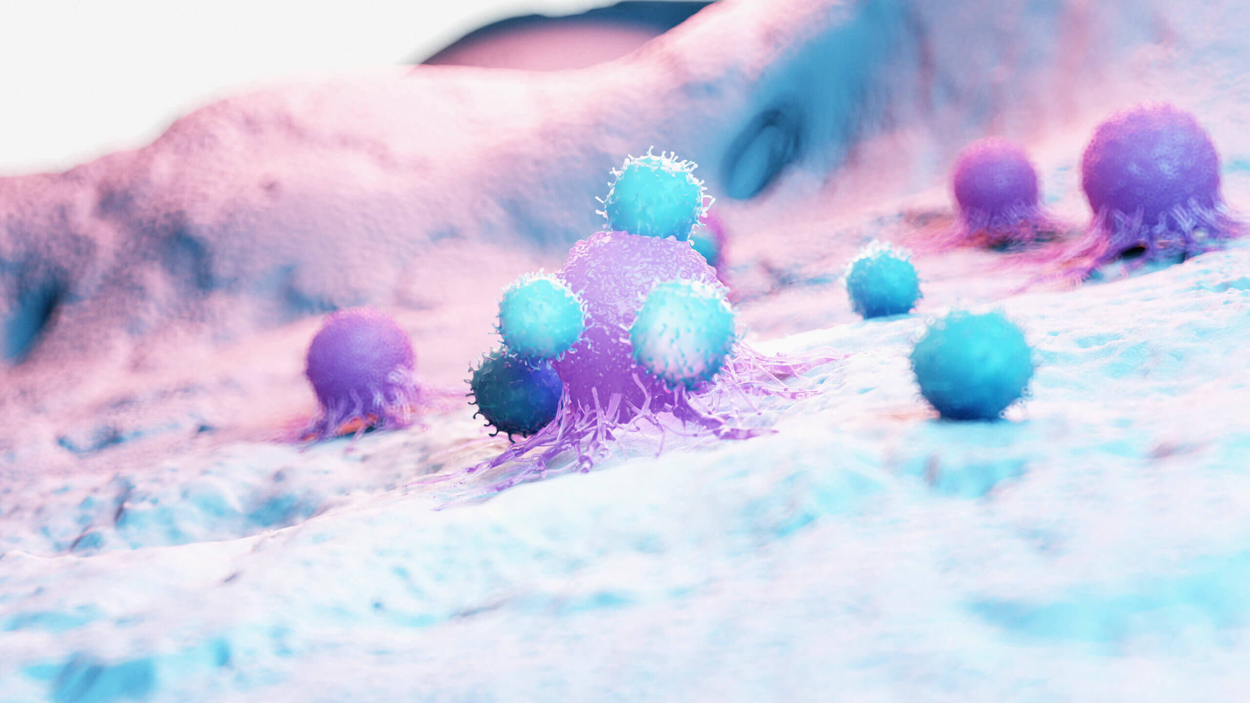Monociti nel sistema immunitario