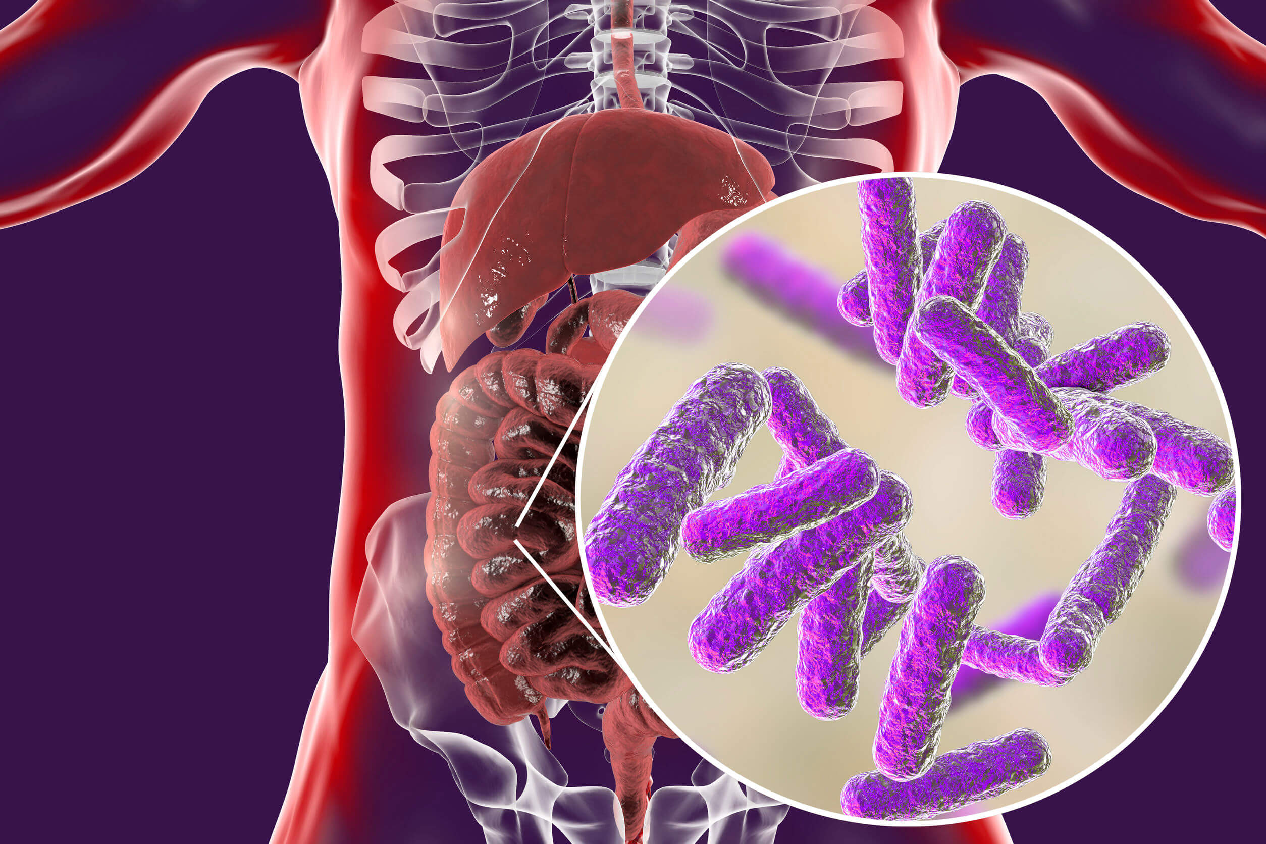 Uma das barreiras para perder peso é a atividade abundante das bactérias intestinais.