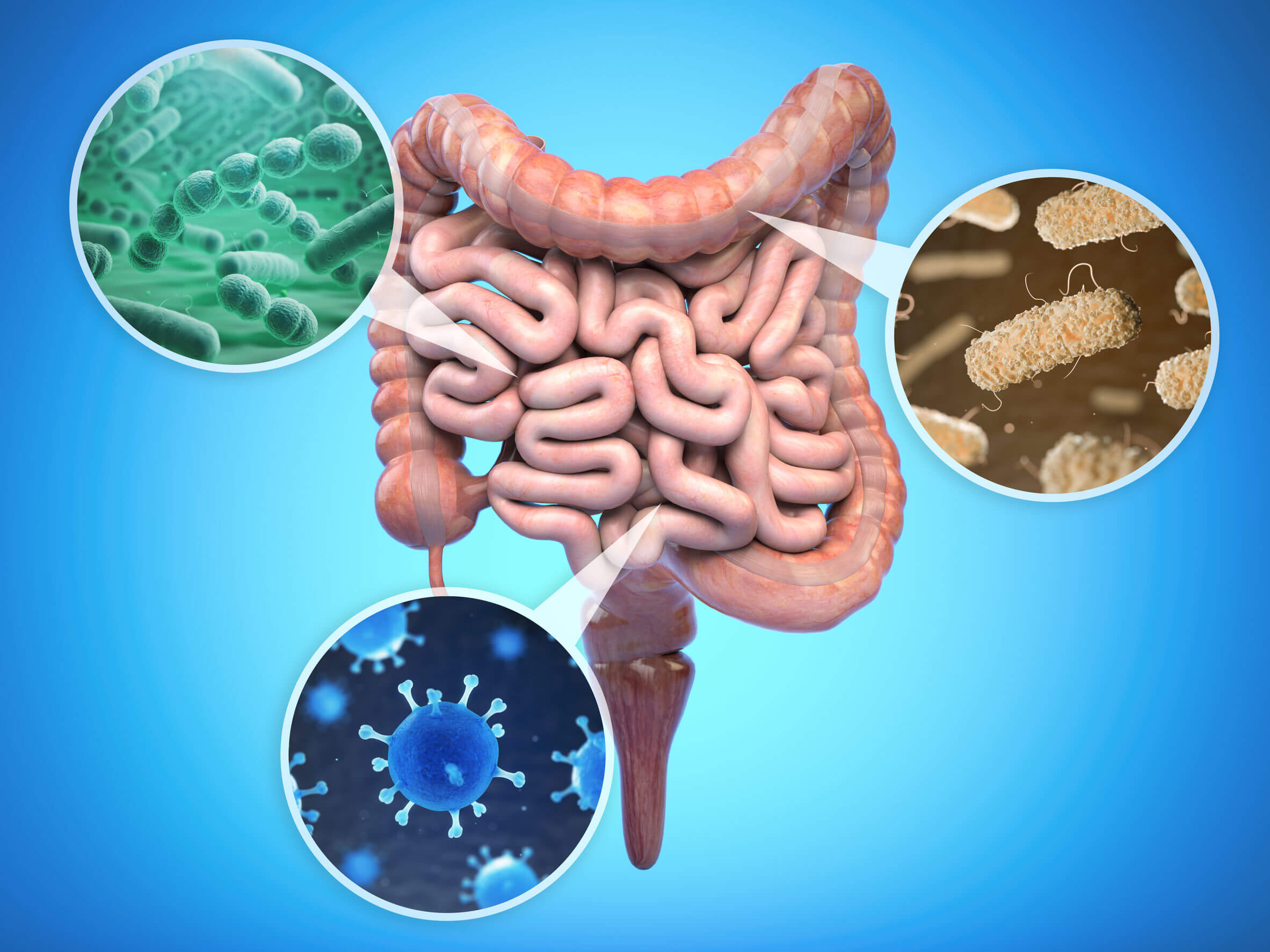 El método del plato y la microbiota intestinal