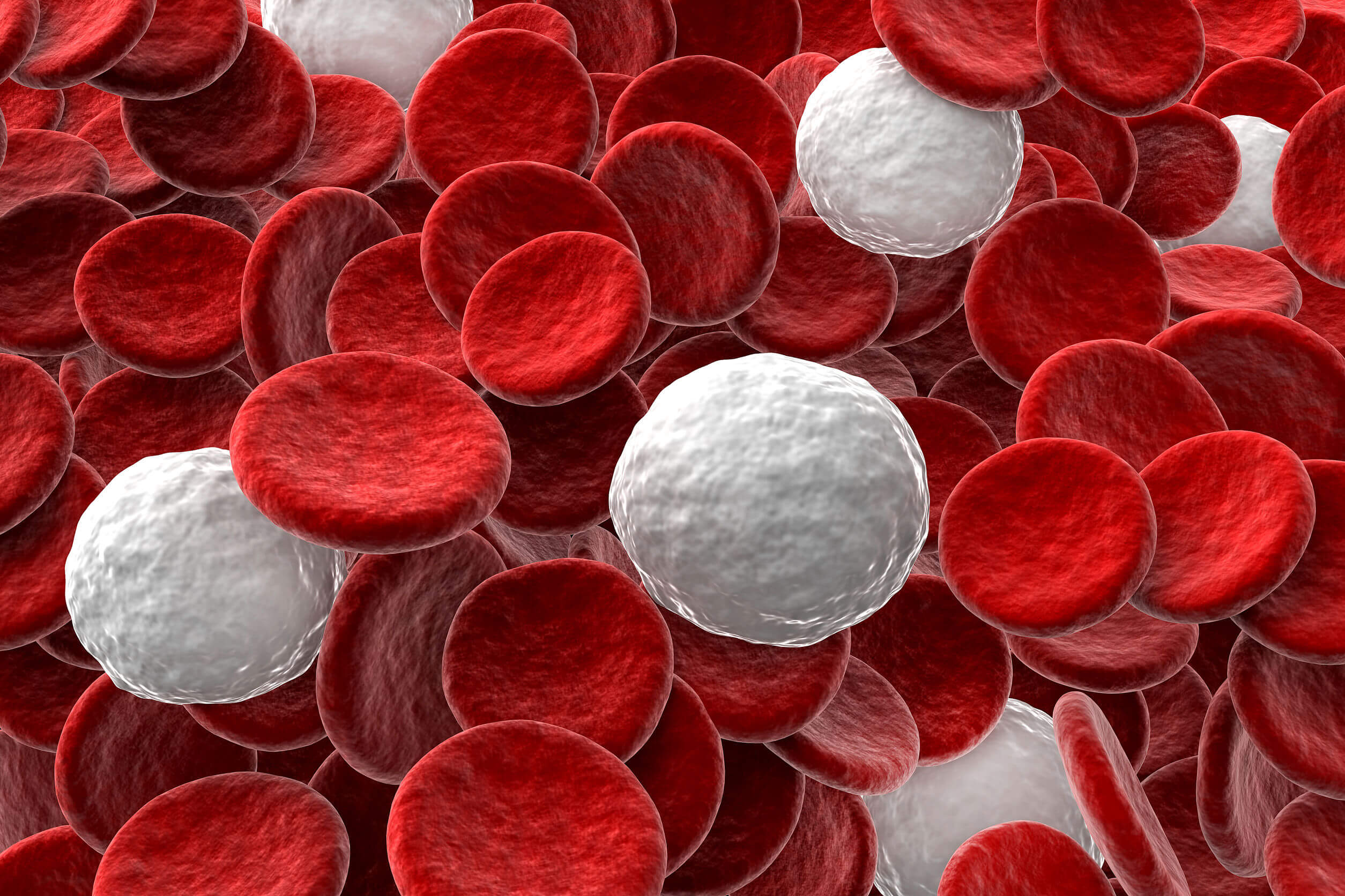 Il maggior numero di cellule Natural Killer si trova nel sangue.