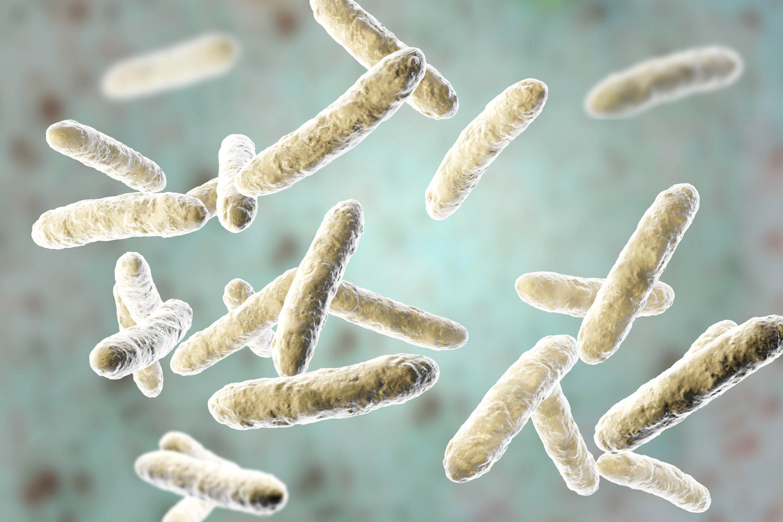 Las enfermedades transmitidas por alimentos suelen ser provocadas por bacterias.