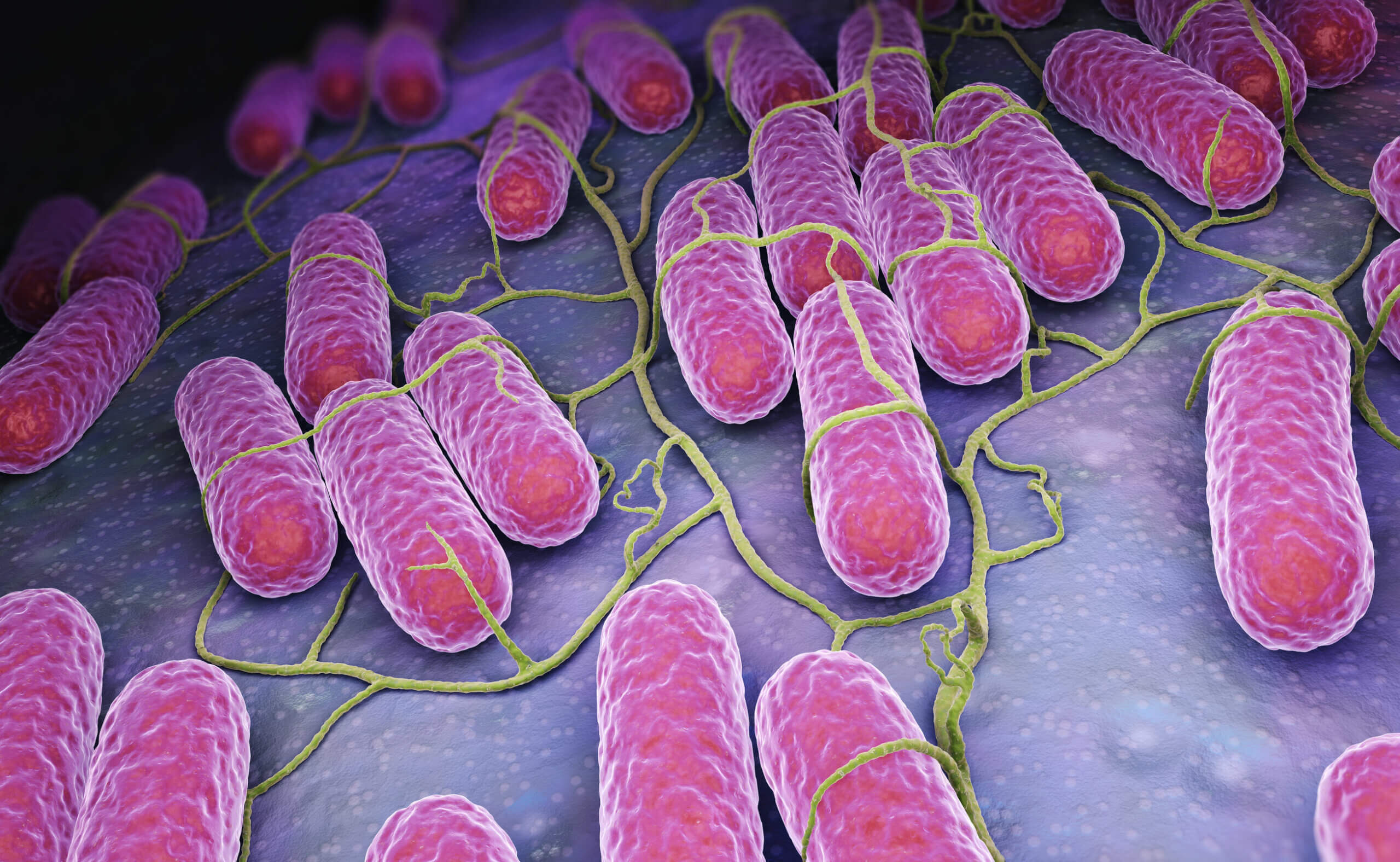 Microbiota: ¿qué es y cuáles son sus funciones?